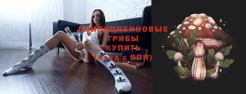 Галлюциногенные грибы Psilocybe  МЕГА как войти  Белово 